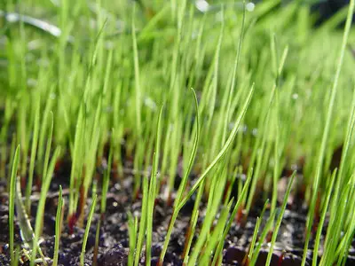 lush greenery in close up