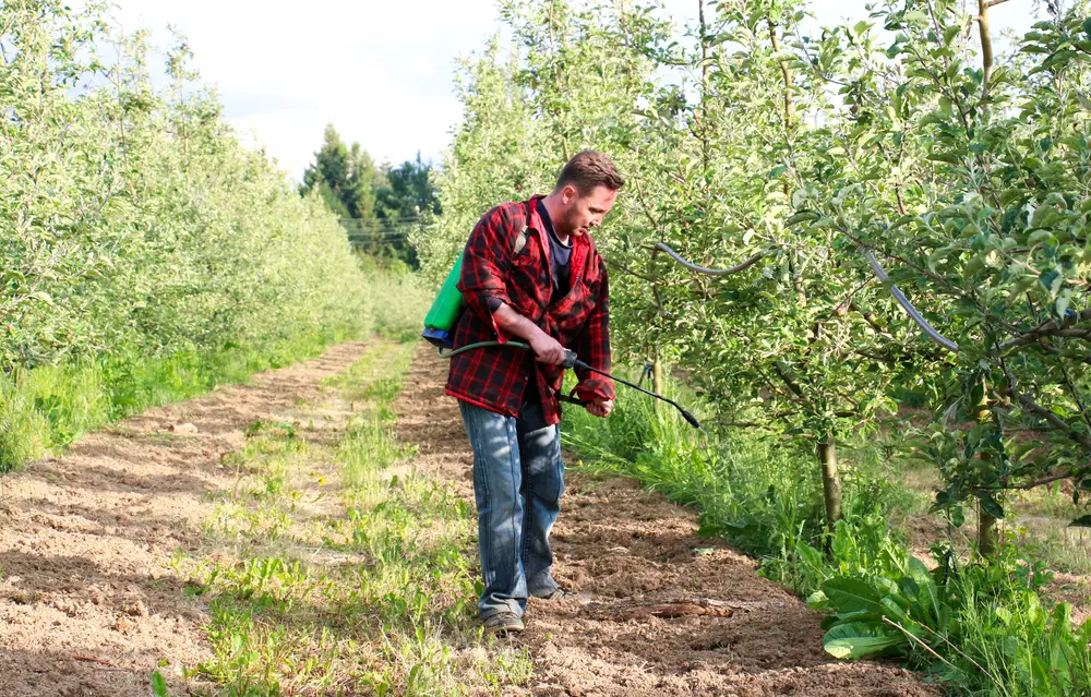A man spraying herbicide in an apple orchard