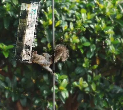 A rodent trying to get some food from the cage