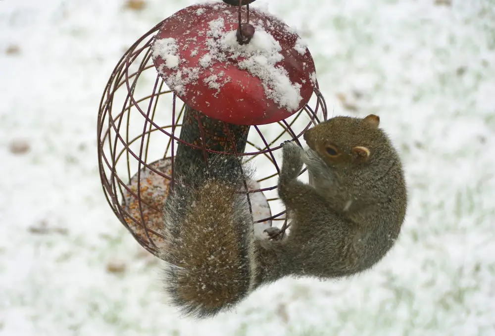 An animal trying to steal seeds in the winter