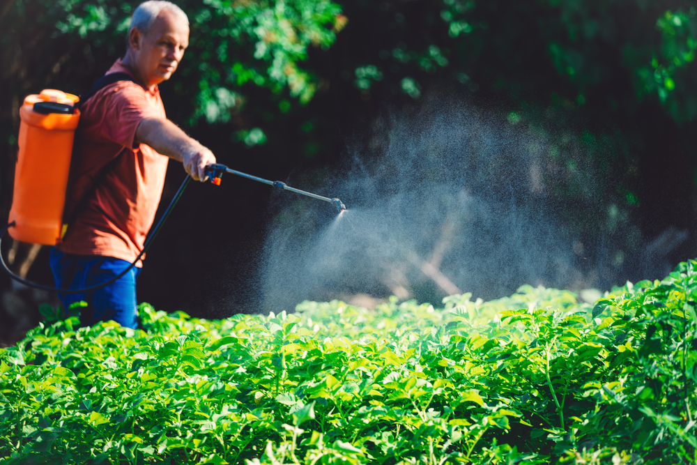 Farmer spraying vegetables in the garden with herbicide