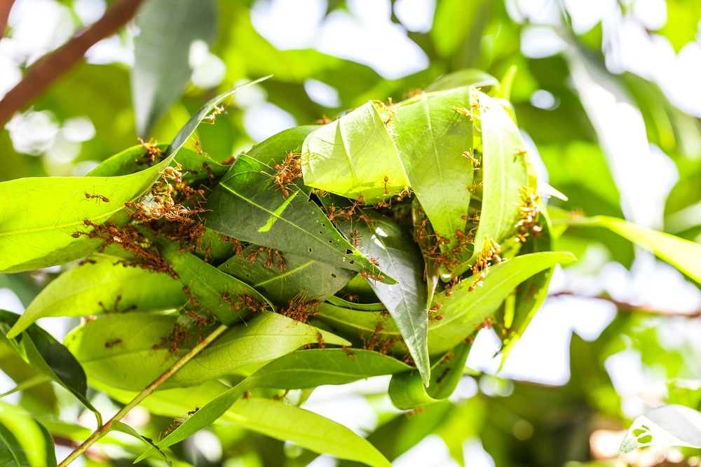 Red insects build a nest on the leaves of a tree in the garden