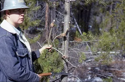 a man cutting pine branches