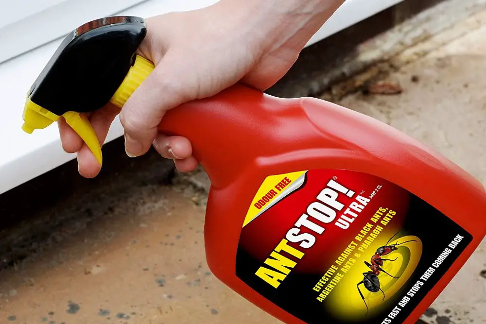 best ant killers