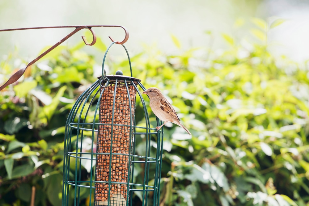 best squirrel proof bird feeders