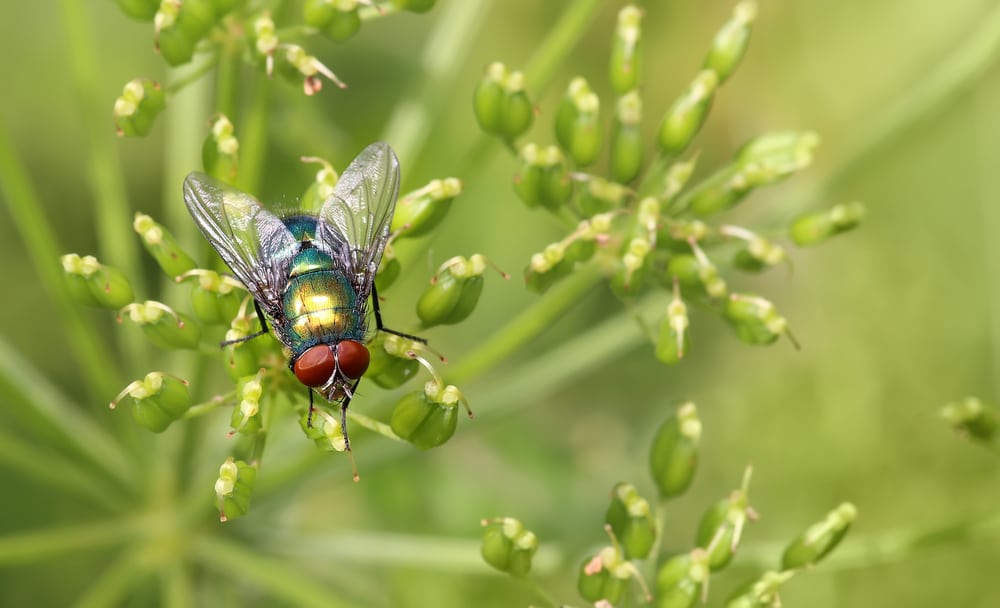 how to get rid of flies in house plants