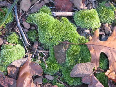 a-close-up-image-of-a-green-flowerless-plant